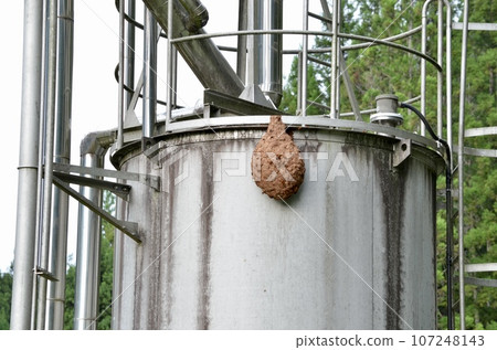 昆蟲基洛祖貝 107248143