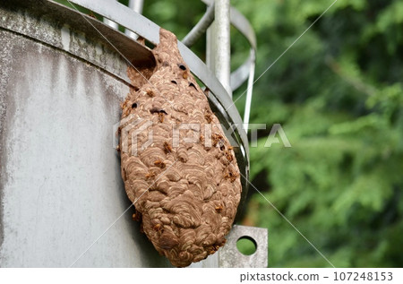 昆蟲基洛祖貝 107248153