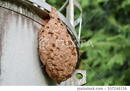 昆蟲基洛祖貝 107248156