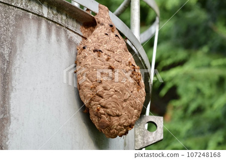 昆蟲基洛祖貝 107248168