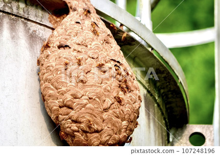 昆蟲基洛祖貝 107248196