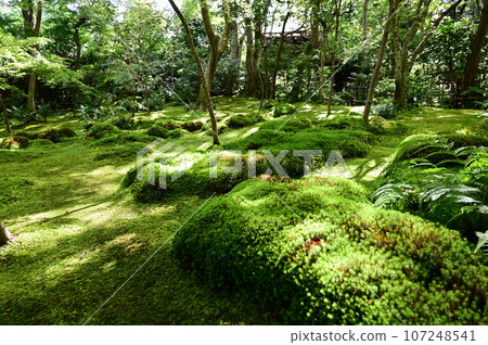 Garden and Moss Temple of Gioji Temple, Kyoto Prefecture Garden and Moss Temple of Gioji Temple, Kyoto Prefecture 107248541