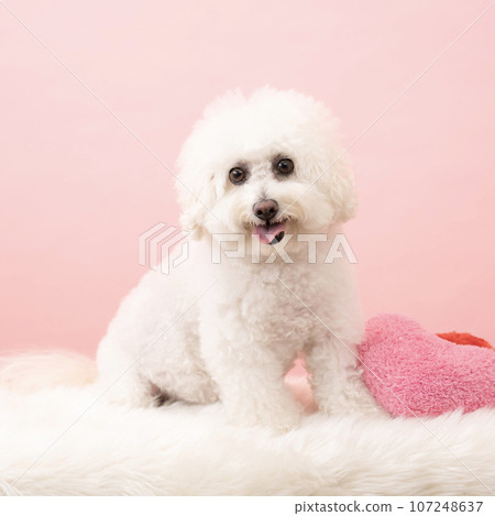 Vision Frize's Hana-chan smiling with pink background Vision Frize's Hana-chan smiling with pink background 107248637