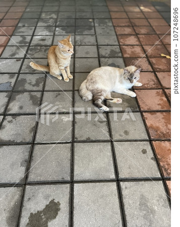 A portrait of cute cats in the park 107248696