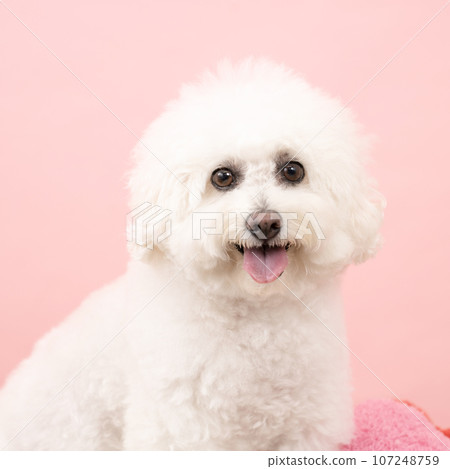 Vision Frize's Hana-chan smiling with pink background Vision Frize's Hana-chan smiling with pink background 107248759