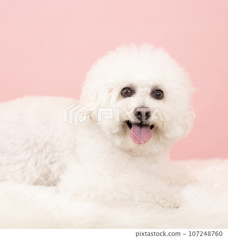 Vision Frize's Hana-chan smiling with pink background Vision Frize's Hana-chan smiling with pink background 107248760