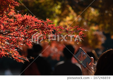 People taking pictures of autumn leaves in the park People taking pictures of autumn leaves in the park 107248859