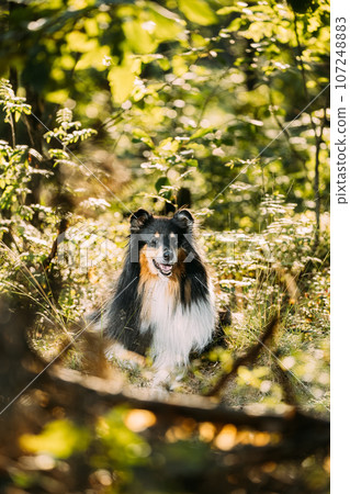 Amazing Playful Tricolor Collie. Cute Beautiful Collie In Sunny Summer Forest. Funny Scottish Collie, Long-haired Collie, English Collie, Lassie Dog Outdoors In Summer Day In Coniferous Pine Forest 107248883