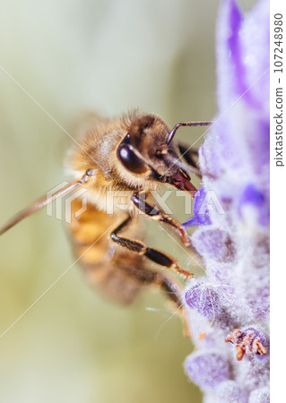 Bee in Lavender in Australia Bee in Lavender in Australia 107248980