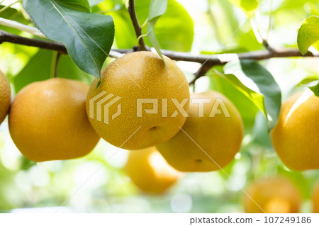 The taste of autumn, the variety of pear is Saidama 107249186