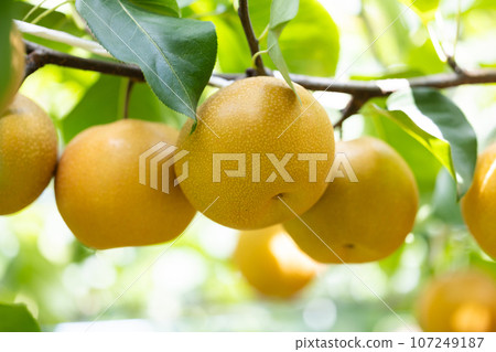 The taste of autumn, the variety of pear is Saidama 107249187