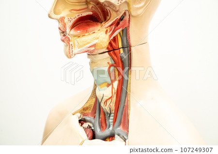 The throat, pharynx and larynx model anatomy for medical training course, teaching medicine education. The throat, pharynx and larynx model anatomy for medical training course, teaching medicine education. 107249307