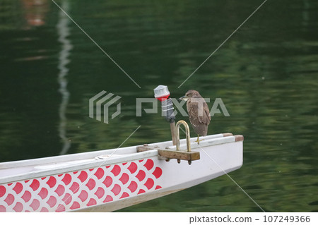 a bird on a boat at hong kong a bird on a boat at hong kong 107249366