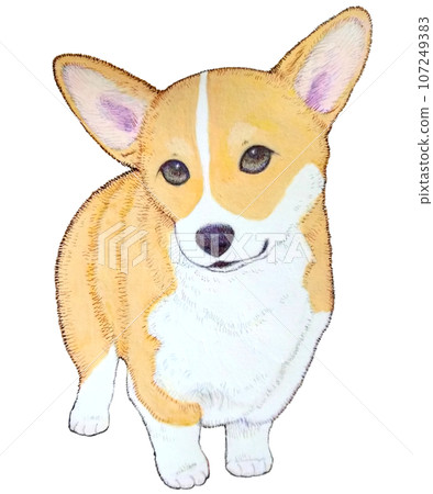 Corgi puppy standing Corgi puppy standing 107249383