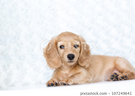 Puppy Kaninhen Dachshund 107249641