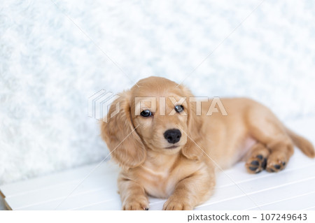 Puppy Kaninhen Dachshund 107249643