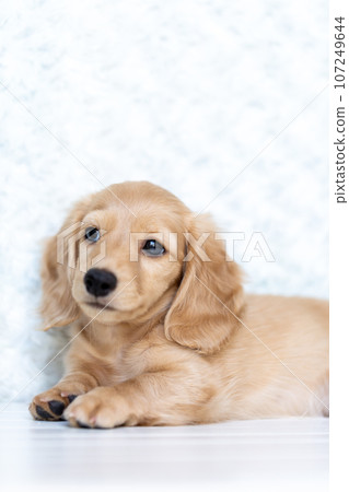 Puppy Kaninhen Dachshund 107249644