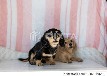 Puppy Kaninhen Dachshund 107249645