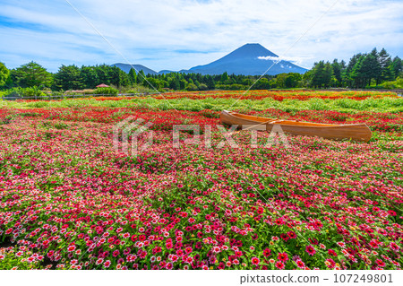 富士山和色彩繽紛的花田、彩虹花節、本棲湖度假村 富士山和色彩繽紛的花田、彩虹花節、本棲湖度假村 107249801