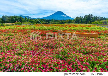 Mt. Fuji and colorful flower fields, Rainbow Flower Festival, Lake Motosu Resort 107249820