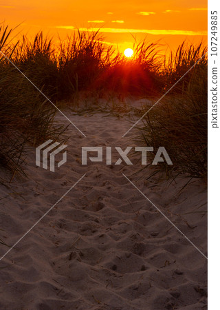 Sylt island sunset behind the marram grass dunes 107249885