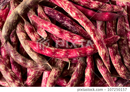 Cranberry beans. Fresh Organic Borlotti bean pods. Stylish modern food background. Magenta color. Creative foodstuff image. Grocery, dietary backdrop. Advertising, trendy magazine publication. Border Cranberry beans. Fresh Organic Borlotti bean pods. Stylish modern food background. Magenta color. Creative foodstuff image. Grocery, dietary backdrop. Advertising, trendy magazine publication. Border 107250157