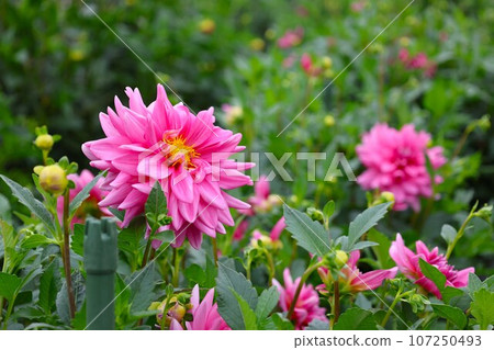 [包含影片]大麗花/乙枝櫻 107250493