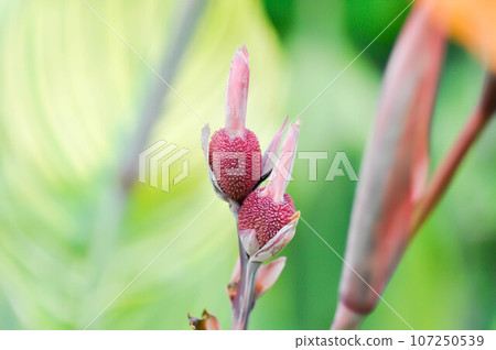 Indian shot, India short plant or India shoot or Butsarana or Cannas or Canna lily or Canna indica L or CANNACEAE plant or Indian shot flower or bud 107250539
