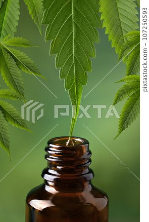 CBD oil dripping from hemp leaf to the bottle. CBD oil extract. Medical cannabis sativa extraction. Biomedical and hemp herbal medicine. 107250593