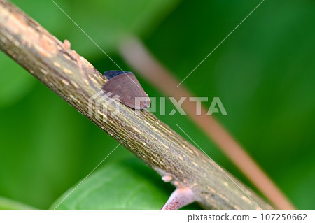 Invasive species of morel 107250662