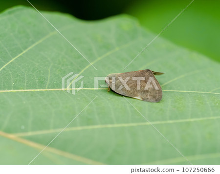 Invasive species of morel 107250666
