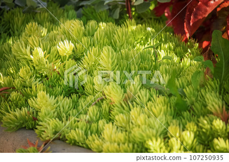 Creeping garden plant Sedum reflexum, beautiful perennial succulent groundcover with fleshy golden leaves, also known as reflexed stonecrop, stone orpine or prick-madam 107250935