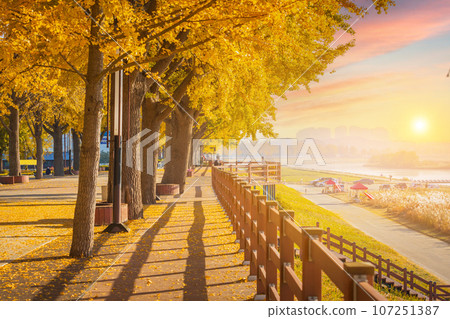 autumn ginkgo trees in the morning in sunrise with yellow leaves besides Gokkyocheon Creek near Asan-si, Korea 107251387