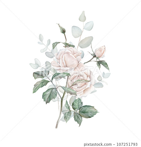 White roses, eucalyptus watercolor illustration. hand drawn, isolated white background, flower clipart. for bouquets, wreaths, arrangements, wedding invitations, anniversary, birthday, postcards 107251793