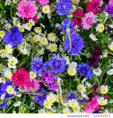 Bright colorful wildflowers background, various color cornflowers and white chamomiles 107252971