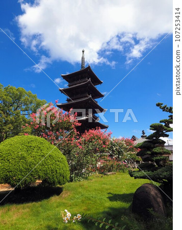 四國88聖地、第70寺、本山寺五層塔、紫薇樹【香川縣三豐市豐中町】 四國88聖地、第70寺、本山寺五層塔、紫薇樹【香川縣三豐市豐中町】 107253414