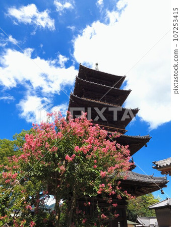 四國88聖地、第70寺、本山寺五層塔、紫薇樹【香川縣三豐市豐中町】2 四國88聖地、第70寺、本山寺五層塔、紫薇樹【香川縣三豐市豐中町】2 107253415