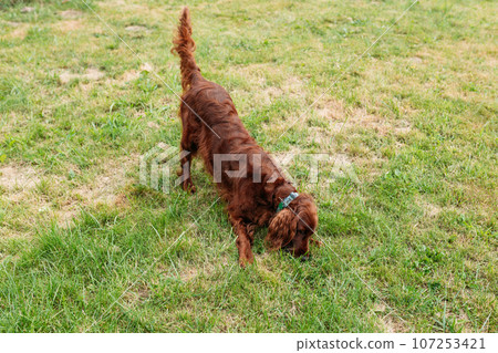 Irish red setter on green grass background, outdoors. Domestic animals concept Irish red setter on green grass background, outdoors. Domestic animals concept 107253421