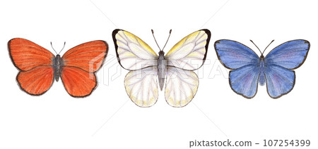 Set of watercolor different butterflies. Copper, scarce copper, cabbage. Blue, orange, white butterflies isolated on white background. Watercolor illustration for print, textile, wedding invitation. 107254399