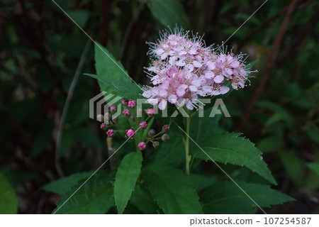 pink spirea flowers and buds 107254587