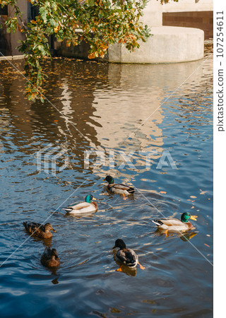 Ducks on the lake in the park. Park in the fall. Autumn trees. Wild ducks are reflected in the lake. Multi-colored bird feathers. A pond with wild ducks and drakes. A duck lake full of beautiful ducks 107254611