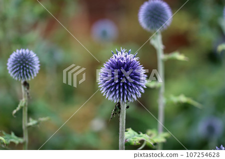 Purple globe thistle flowers Purple globe thistle flowers 107254628
