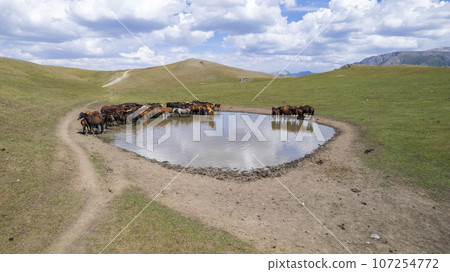 A herd of horses in mountains near a watering hole 107254772