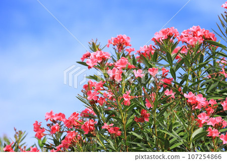 粉紅色的夾竹桃花 粉紅色的夾竹桃花 107254866
