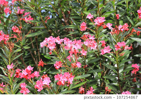 粉紅色的夾竹桃花 粉紅色的夾竹桃花 107254867
