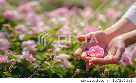 woman picking roses in Field of Damascena roses in sunny summer day . Rose petals harvest for rose oil perfume production. village Guneykent in Isparta region, Turkey a real paradise for eco-tourism. 107255181