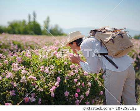 woman enjoying the aroma in Field of Damascena roses in sunny summer day . Rose petals harvest for rose oil perfume production. village Guneykent in Isparta region, Turkey a real paradise for eco woman enjoying the aroma in Field of Damascena roses in sunny summer day . Rose petals harvest for rose oil perfume production. village Guneykent in Isparta region, Turkey a real paradise for eco 107255182