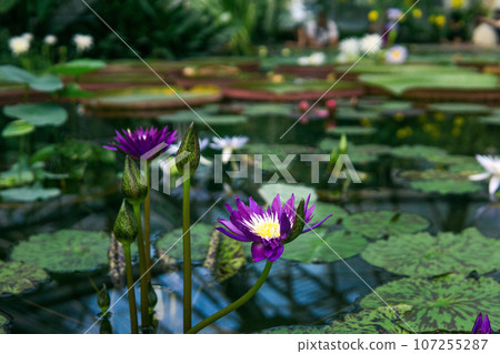 purple flowers and buds of a tropical water lily in a greenhouse pool 107255287