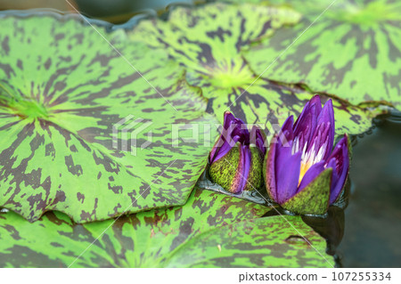 purple buds of a tropical water lily are just starting to open before flowering 107255334