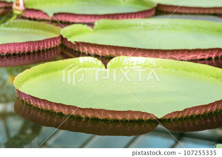 floating leaves of a giant water lily Victoria amazonica 107255335
